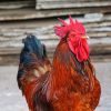 cat_chicken